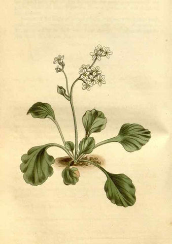 Reproducción/Reproduction 34377491023: Curtis's botanical magazine.. London ; New York [etc.] :Academic Press [etc.]