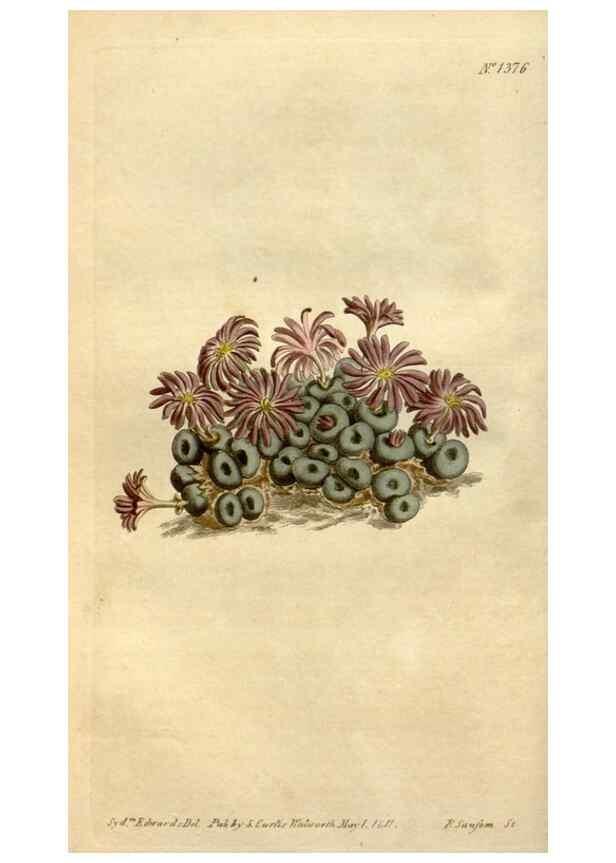 Reproducción/Reproduction 35039407171: Curtis's botanical magazine.. London ; New York [etc.] :Academic Press [etc.]