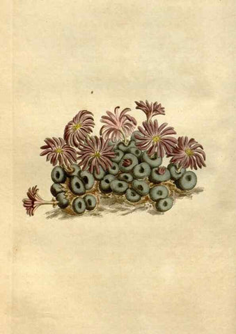 Reproducción/Reproduction 35039407171: Curtis's botanical magazine.. London ; New York [etc.] :Academic Press [etc.]