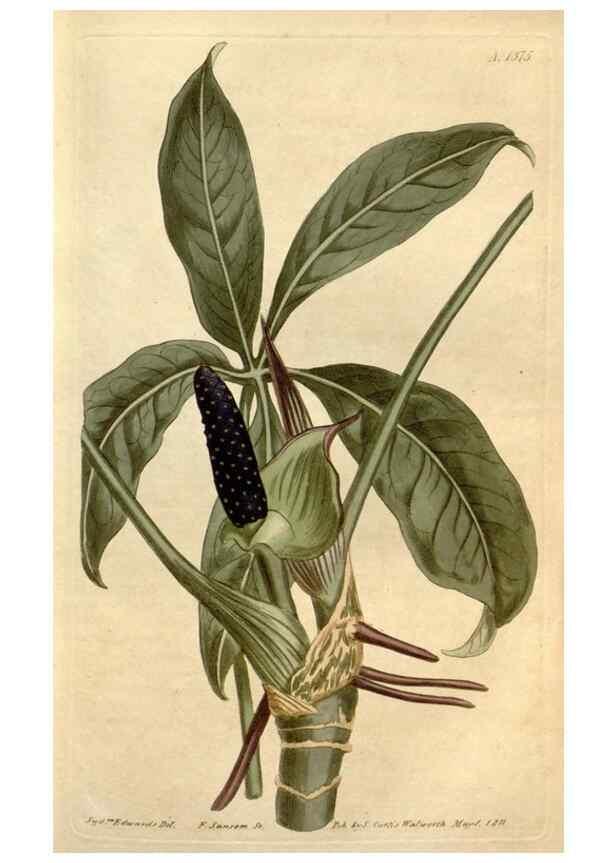 Reproducción/Reproduction 35039405771: Curtis's botanical magazine.. London ; New York [etc.] :Academic Press [etc.]