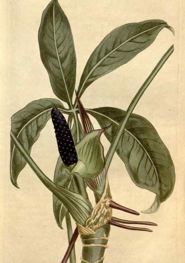 Reproducción/Reproduction 35039405771: Curtis's botanical magazine.. London ; New York [etc.] :Academic Press [etc.]