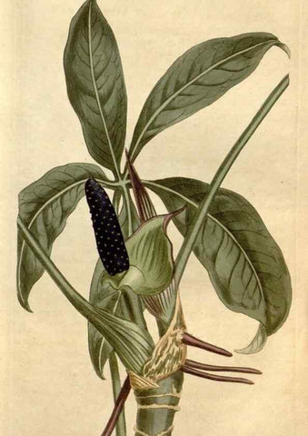 Reproducción/Reproduction 35039405771: Curtis's botanical magazine.. London ; New York [etc.] :Academic Press [etc.]