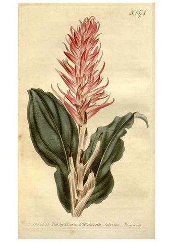 Reproducción/Reproduction 34783619320: Curtis's botanical magazine.. London ; New York [etc.] :Academic Press [etc.]