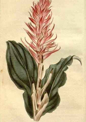 Reproducción/Reproduction 34783619320: Curtis's botanical magazine.. London ; New York [etc.] :Academic Press [etc.]