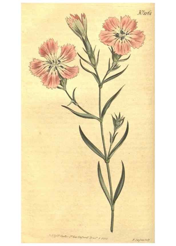 Reproducción/Reproduction 35004689252: Curtis's botanical magazine.. London ; New York [etc.] :Academic Press [etc.]