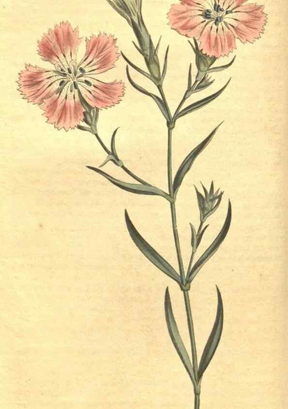 Reproducción/Reproduction 35004689252: Curtis's botanical magazine.. London ; New York [etc.] :Academic Press [etc.]