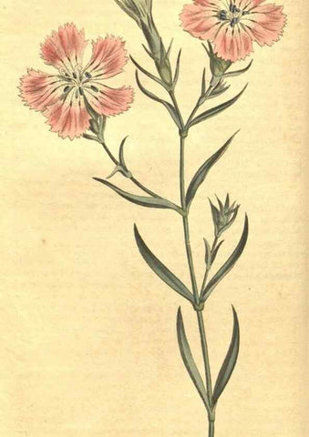 Reproducción/Reproduction 35004689252: Curtis's botanical magazine.. London ; New York [etc.] :Academic Press [etc.]