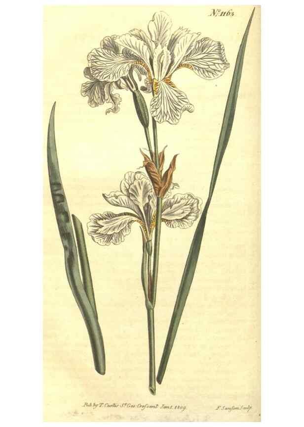 Reproducción/Reproduction 35004690992: Curtis's botanical magazine.. London ; New York [etc.] :Academic Press [etc.]