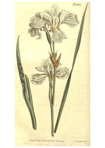 Reproducción/Reproduction 35004690992: Curtis's botanical magazine.. London ; New York [etc.] :Academic Press [etc.]