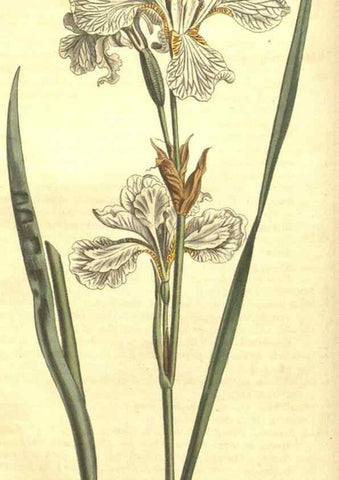 Reproducción/Reproduction 35004690992: Curtis's botanical magazine.. London ; New York [etc.] :Academic Press [etc.]