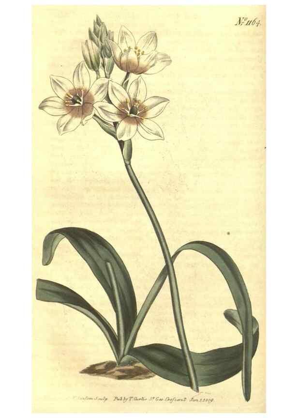 Reproducción/Reproduction 35004692572: Curtis's botanical magazine.. London ; New York [etc.] :Academic Press [etc.]