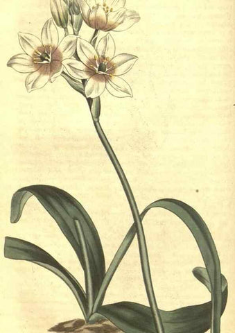 Reproducción/Reproduction 35004692572: Curtis's botanical magazine.. London ; New York [etc.] :Academic Press [etc.]