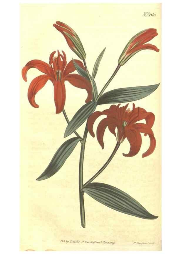 Reproducción/Reproduction 35169670265: Curtis's botanical magazine.. London ; New York [etc.] :Academic Press [etc.]