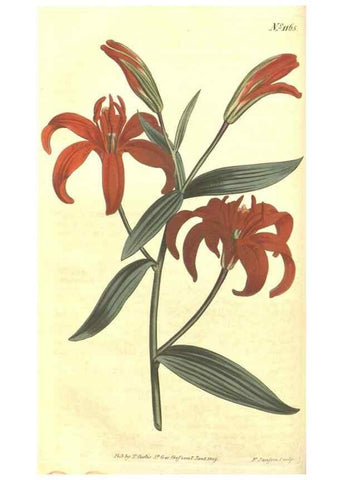 Reproducción/Reproduction 35169670265: Curtis's botanical magazine.. London ; New York [etc.] :Academic Press [etc.]