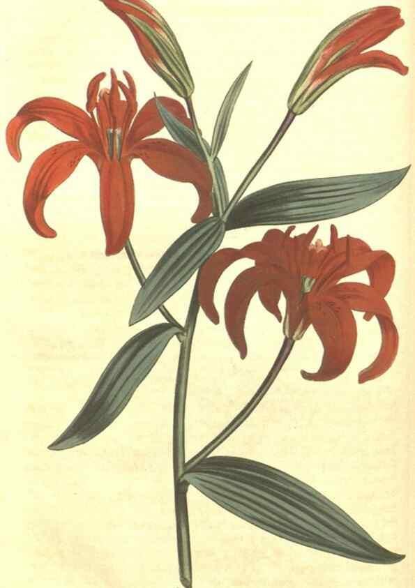 Reproducción/Reproduction 35169670265: Curtis's botanical magazine.. London ; New York [etc.] :Academic Press [etc.]