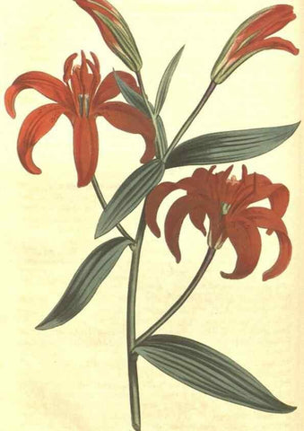 Reproducción/Reproduction 35169670265: Curtis's botanical magazine.. London ; New York [etc.] :Academic Press [etc.]