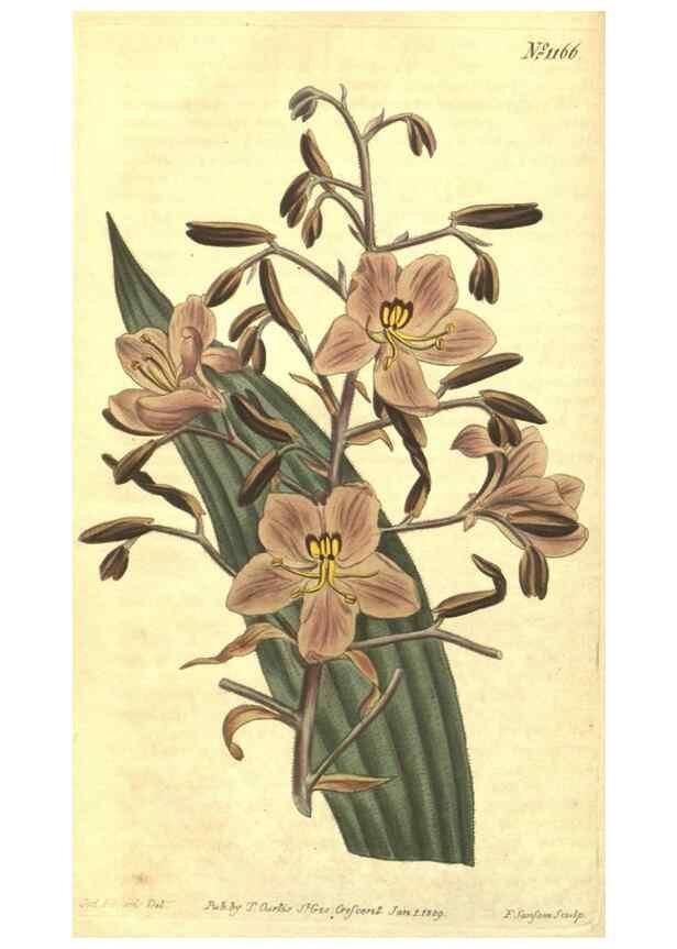 Reproducción/Reproduction 35169672515: Curtis's botanical magazine.. London ; New York [etc.] :Academic Press [etc.]
