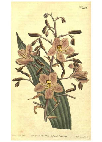 Reproducción/Reproduction 35169672515: Curtis's botanical magazine.. London ; New York [etc.] :Academic Press [etc.]