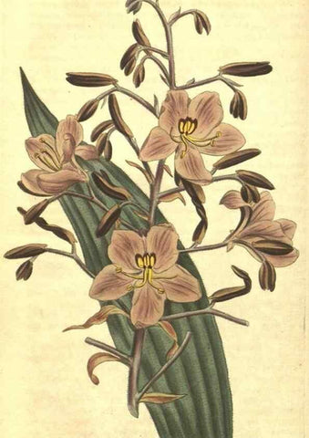 Reproducción/Reproduction 35169672515: Curtis's botanical magazine.. London ; New York [etc.] :Academic Press [etc.]