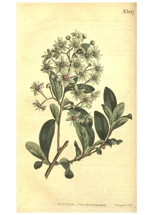 Reproducción/Reproduction 34359981033: Curtis's botanical magazine.. London ; New York [etc.] :Academic Press [etc.]