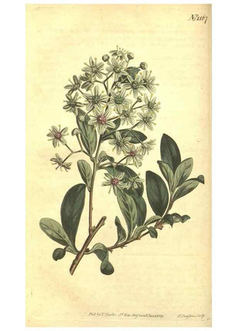 Reproducción/Reproduction 34359981033: Curtis's botanical magazine.. London ; New York [etc.] :Academic Press [etc.]