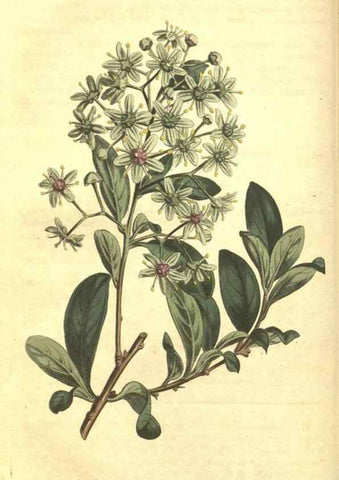 Reproducción/Reproduction 34359981033: Curtis's botanical magazine.. London ; New York [etc.] :Academic Press [etc.]
