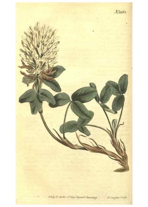Reproducción/Reproduction 34359985773: Curtis's botanical magazine.. London ; New York [etc.] :Academic Press [etc.]