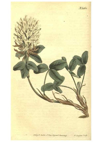 Reproducción/Reproduction 34359985773: Curtis's botanical magazine.. London ; New York [etc.] :Academic Press [etc.]