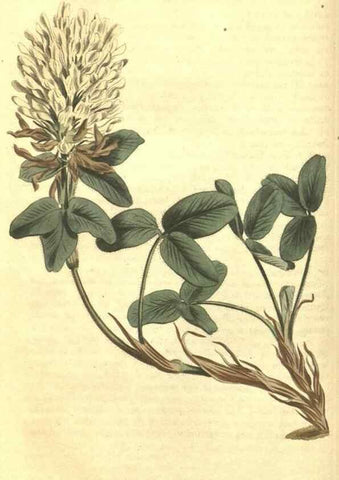 Reproducción/Reproduction 34359985773: Curtis's botanical magazine.. London ; New York [etc.] :Academic Press [etc.]