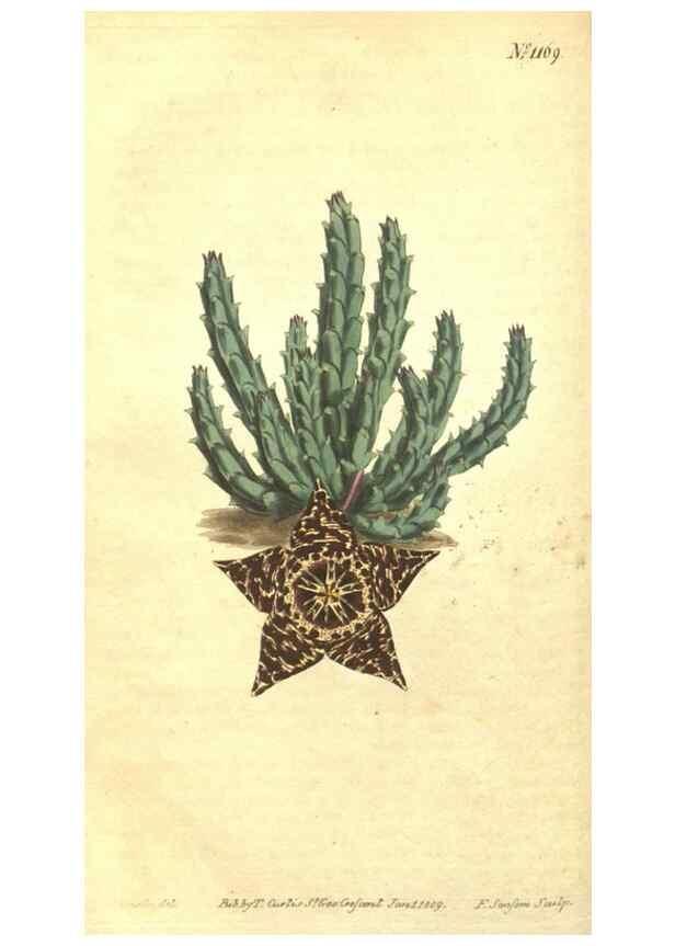 Reproducción/Reproduction 34359988023: Curtis's botanical magazine.. London ; New York [etc.] :Academic Press [etc.]