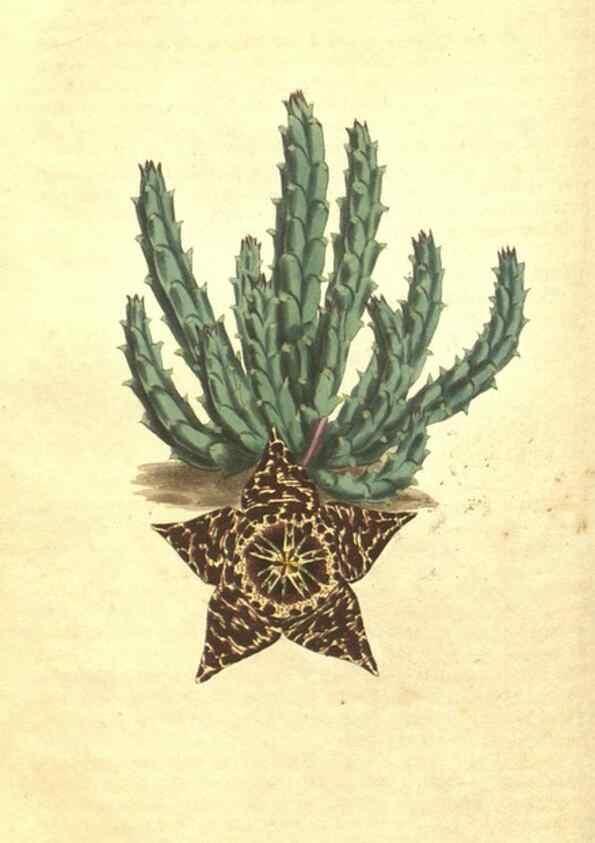 Reproducción/Reproduction 34359988023: Curtis's botanical magazine.. London ; New York [etc.] :Academic Press [etc.]