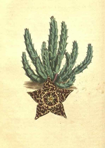 Reproducción/Reproduction 34359988023: Curtis's botanical magazine.. London ; New York [etc.] :Academic Press [etc.]