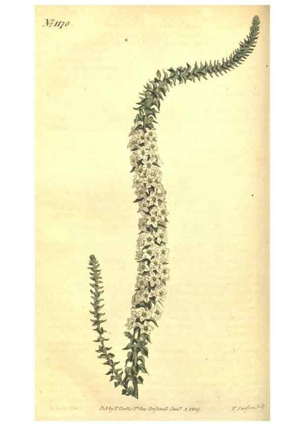 Reproducción/Reproduction 34783118510: Curtis's botanical magazine.. London ; New York [etc.] :Academic Press [etc.]