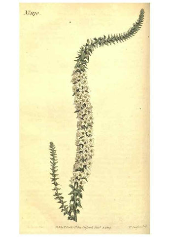 Reproducción/Reproduction 34783118510: Curtis's botanical magazine.. London ; New York [etc.] :Academic Press [etc.]