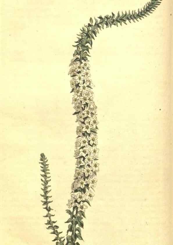 Reproducción/Reproduction 34783118510: Curtis's botanical magazine.. London ; New York [etc.] :Academic Press [etc.]