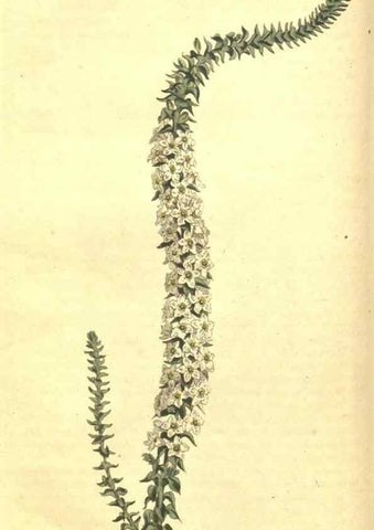 Reproducción/Reproduction 34783118510: Curtis's botanical magazine.. London ; New York [etc.] :Academic Press [etc.]