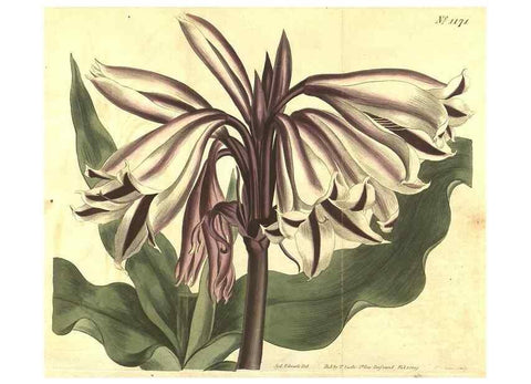 Reproducción/Reproduction 34783120240: Curtis's botanical magazine.. London ; New York [etc.] :Academic Press [etc.]