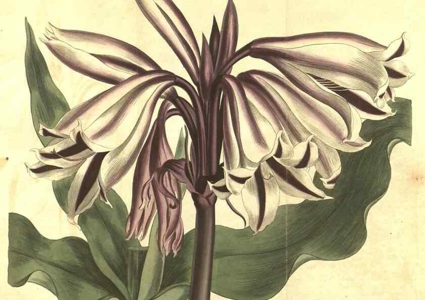 Reproducción/Reproduction 34783120240: Curtis's botanical magazine.. London ; New York [etc.] :Academic Press [etc.]