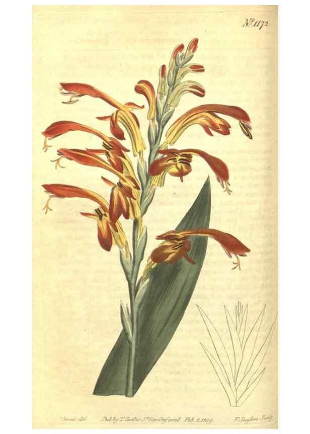 Reproducción/Reproduction 34783122380: Curtis's botanical magazine.. London ; New York [etc.] :Academic Press [etc.]