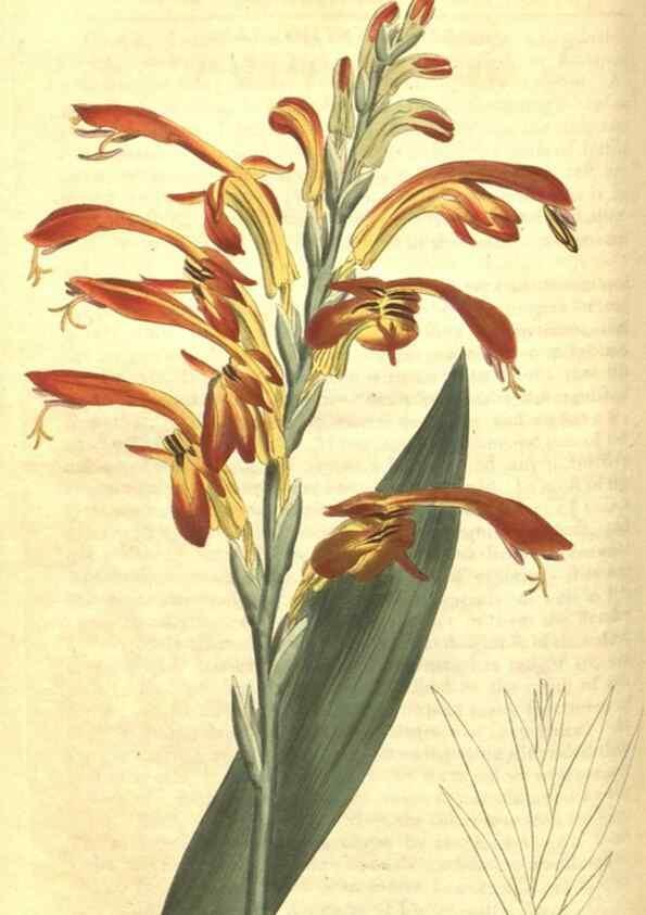 Reproducción/Reproduction 34783122380: Curtis's botanical magazine.. London ; New York [etc.] :Academic Press [etc.]