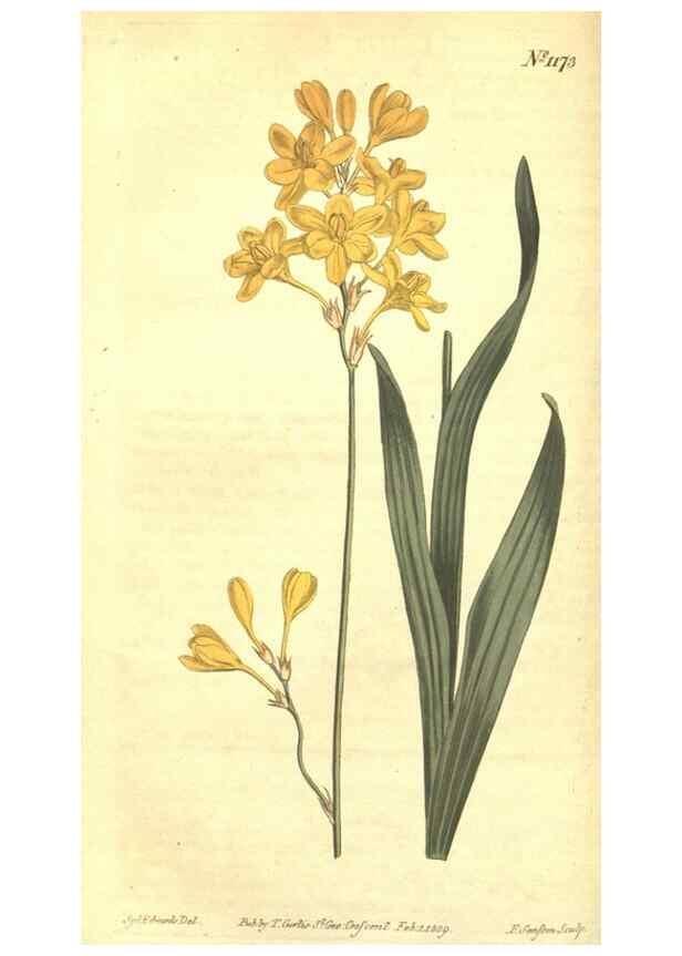 Reproducción/Reproduction 34783124450: Curtis's botanical magazine.. London ; New York [etc.] :Academic Press [etc.]