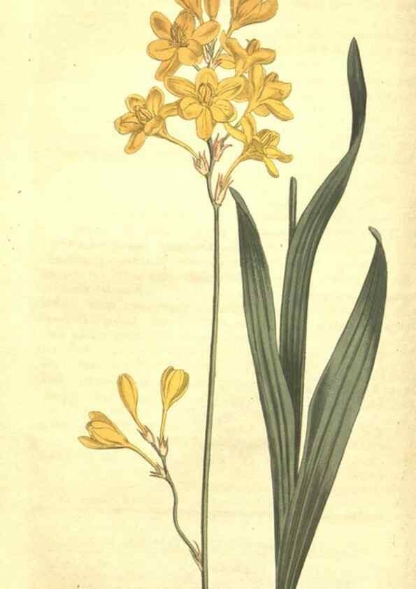 Reproducción/Reproduction 34783124450: Curtis's botanical magazine.. London ; New York [etc.] :Academic Press [etc.]