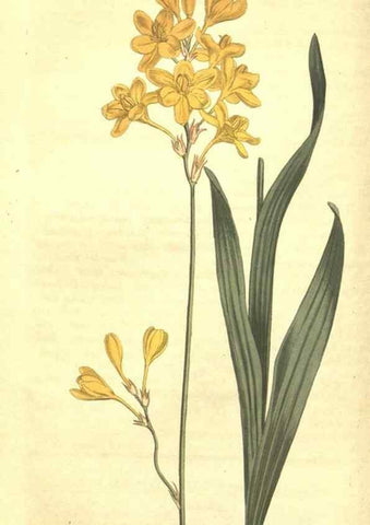 Reproducción/Reproduction 34783124450: Curtis's botanical magazine.. London ; New York [etc.] :Academic Press [etc.]