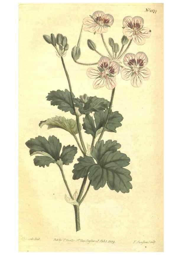 Reproducción/Reproduction 34359999883: Curtis's botanical magazine.. London ; New York [etc.] :Academic Press [etc.]