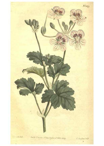 Reproducción/Reproduction 34359999883: Curtis's botanical magazine.. London ; New York [etc.] :Academic Press [etc.]