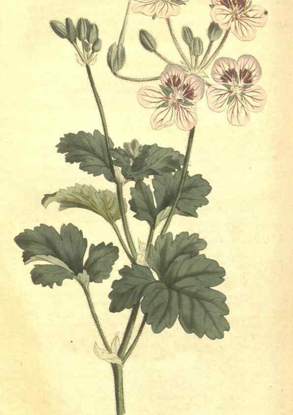Reproducción/Reproduction 34359999883: Curtis's botanical magazine.. London ; New York [etc.] :Academic Press [etc.]