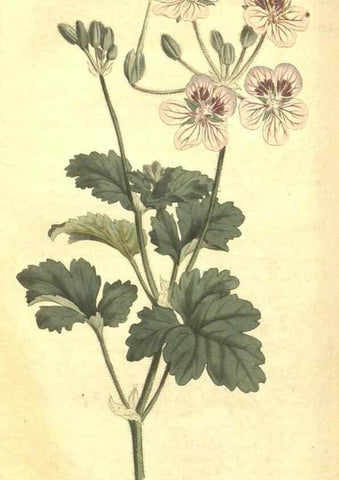 Reproducción/Reproduction 34359999883: Curtis's botanical magazine.. London ; New York [etc.] :Academic Press [etc.]