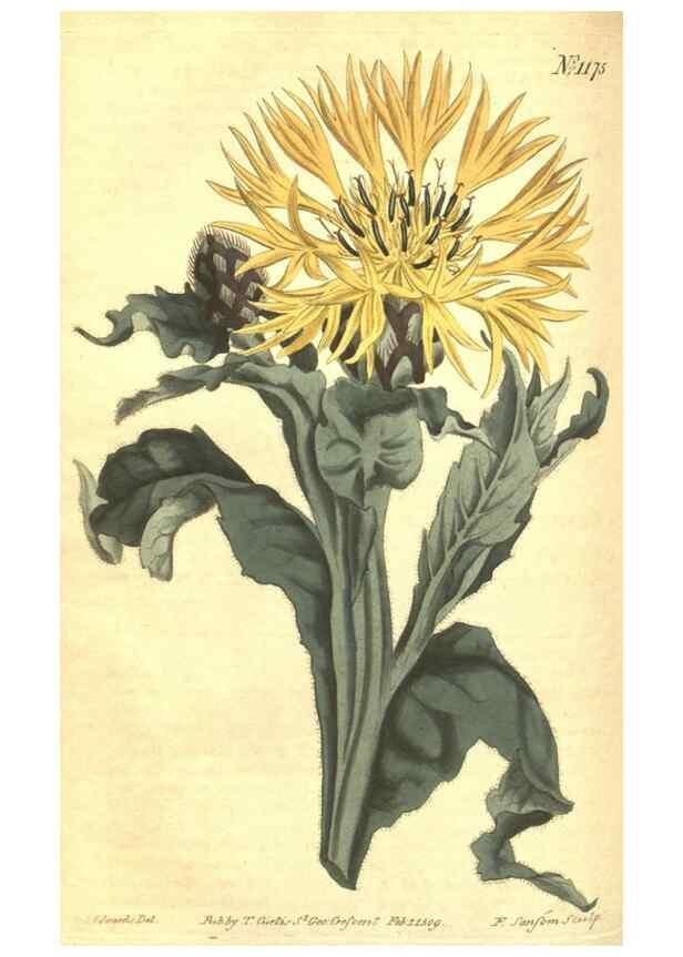 Reproducción/Reproduction 34360002793: Curtis's botanical magazine.. London ; New York [etc.] :Academic Press [etc.]