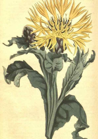 Reproducción/Reproduction 34360002793: Curtis's botanical magazine.. London ; New York [etc.] :Academic Press [etc.]