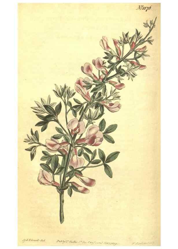 Reproducción/Reproduction 34324601214: Curtis's botanical magazine.. London ; New York [etc.] :Academic Press [etc.]